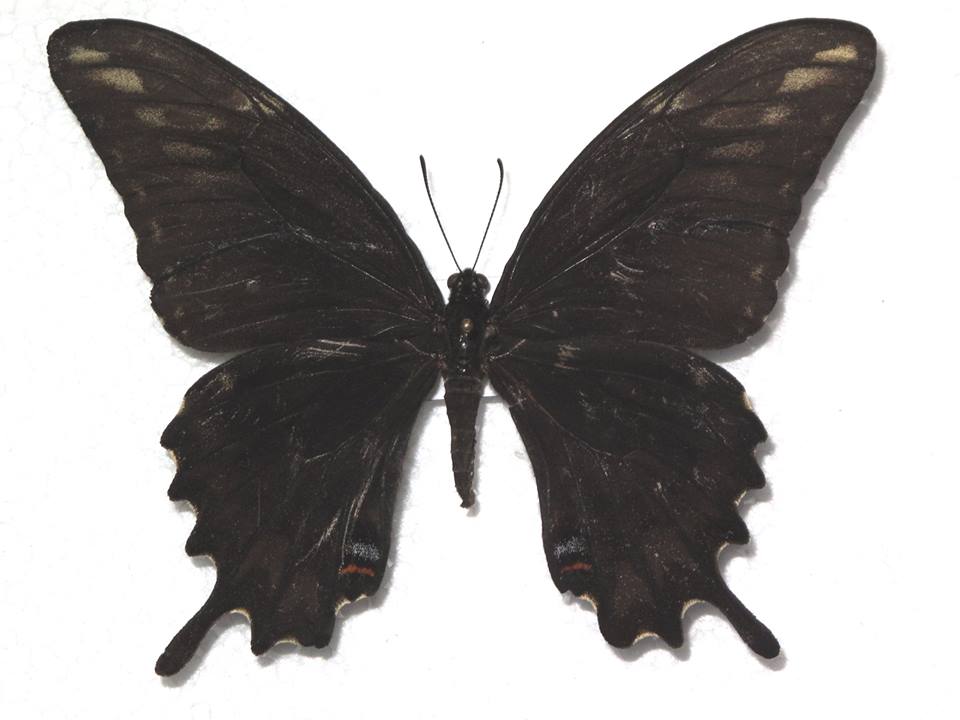 Heraclides ornythion female (melanic aberration) Internet Image property of respective owner, non-commercial use only